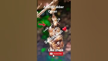 #القران_الكريم #تلاوه_خاشعه #قال رب انیی ظلمت نفسی #الشيخ  محمود الشحات #المصحف #foryou