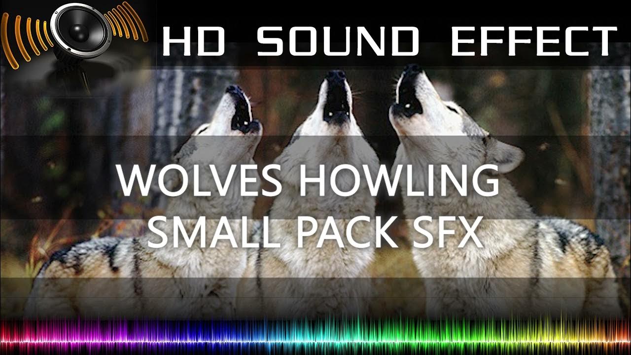 SMALL WOLVES PACK HOWLING SFX HD Sound Effects YouTube