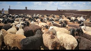 Как разводить овец в степи. Просто агроблог