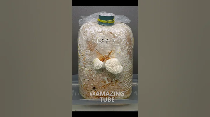 Golden Oyster Mushroom Timelapse #shorts #timelapse