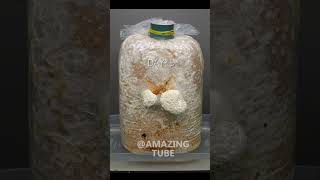 Golden Oyster Mushroom Timelapse #Shorts #Timelapse