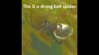 diving bell spider #shorts #wildlife #spider #nature #water #beautiful