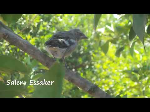 صغير الحسون الظالم أو طائر البوبليق أو البانسو أو الصغنج أو الشرشور الإسم العلمي Fringilla Coelebs