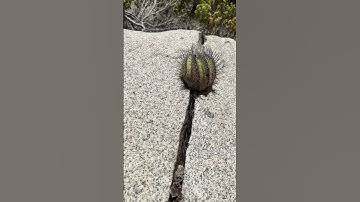 How strong are copiapoa cactus roots? Well… 🤯🤣