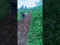 Jireenya Warra Baadiyyaa Boobbaa Loonii 