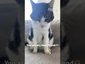 #cat #lovely