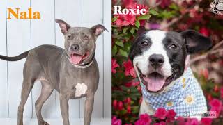 Adoptable Large Dogs