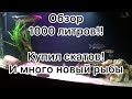 Обзор аквариума на 1000л. новые рыбы: Скаты моторо, тигровый окунь…