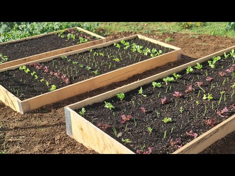 Video: Sezona rasta i njen značaj za uzgoj povrća