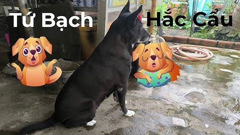 Chó quý Hắc cẩu Tứ Bạch  , toàn thân màu đen bốn bàn chân trắng