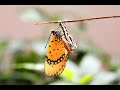 Tawny coster from pupa to butterfly