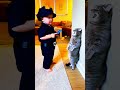 Baby Police Officer Talks to His Cat Partner 👮‍♂️🐱 | Cutest Duo Ever!
