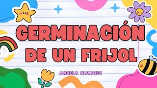 Germinación de un frijol🌱 | Actividad para preescolar