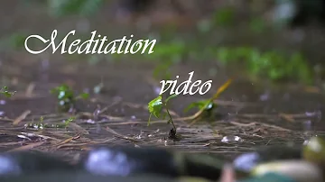 Close Up Shot Rain Drops Falling On Leaves Free mp4 Video Footage Download Clips South East 1 1