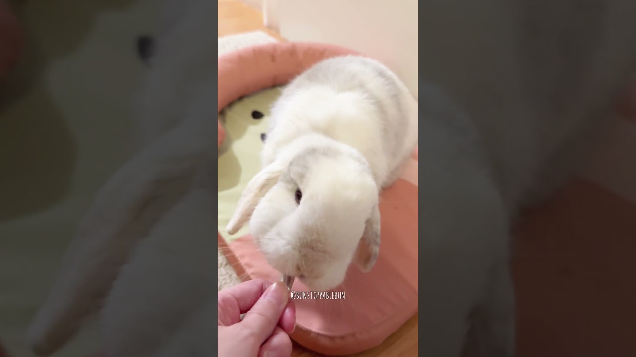 Bunny chinning  