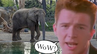 Rick Astley at the zoo