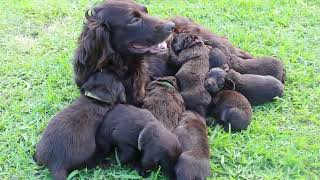 NORTHWEST FLORIDA BOYKIN SPANIEL PUPPIES