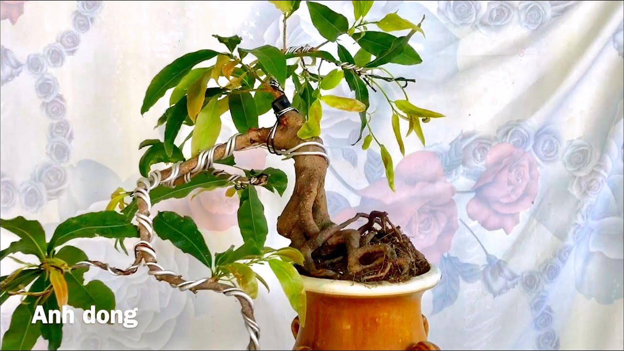 Tạo dáng bonsai mai vàng cho dịp Tết