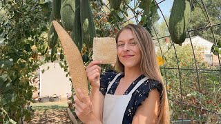 How I Make Sponges From LUFFA Grown In My BACKYARD! Tutorial  Homemade Gift Ideas!