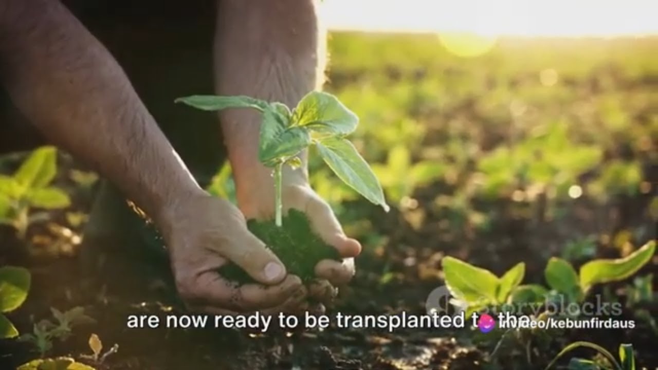 The Mango Miracle Australia's Fruitful Bounty YouTube