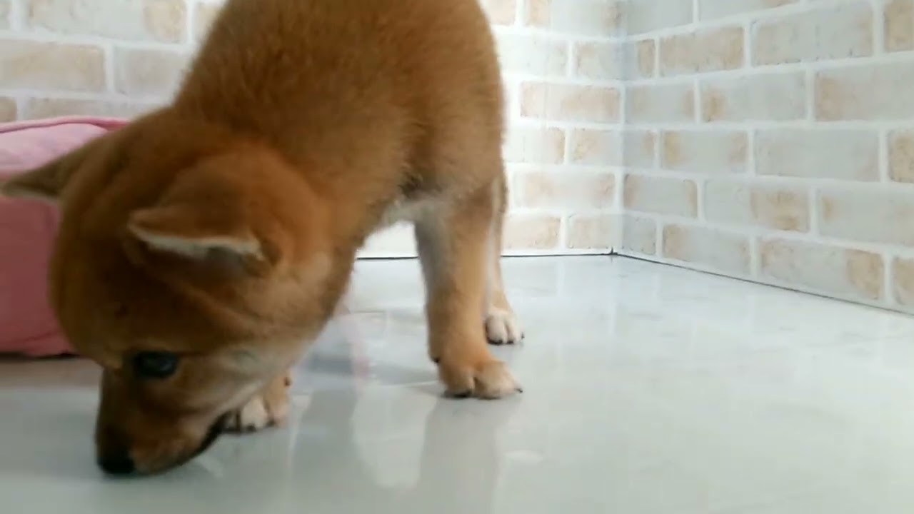 769584 柴犬 - YouTube