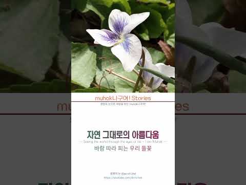 종지나물ㅣ미국제비꽃 1의 01