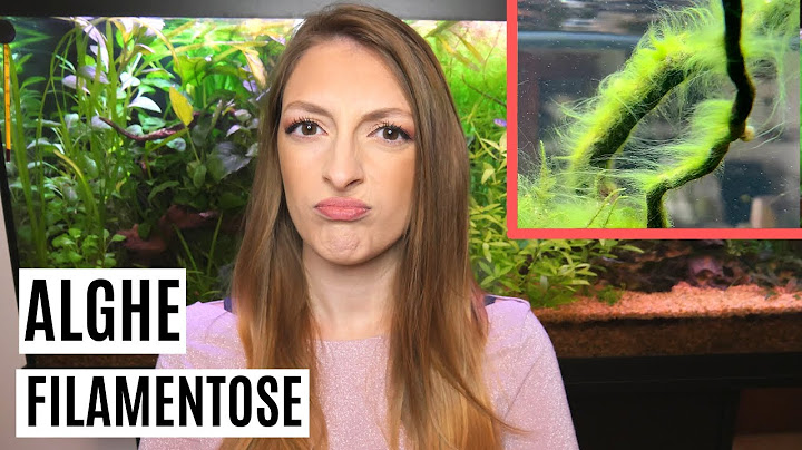 ALGHE FILAMENTOSE 😱 Come debellarle?