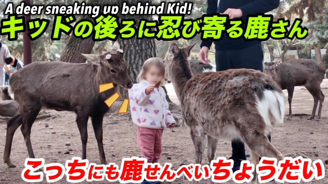 キッドの後ろに忍び寄る鹿さん こっちにも鹿せんべいちょうだいA deer