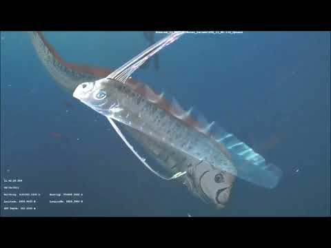 𝐓𝐞𝐱𝐚𝐬𝐖𝐨𝐫𝐥𝐝 𝐈𝐈 - 𝐒𝐄𝐀𝐖𝐀𝐋𝐋 [beattape]