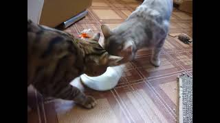 Cats Like To Share Milk (Krasnoyarsk, Russia) | Кошки Делятся Молоком (Красноярск)