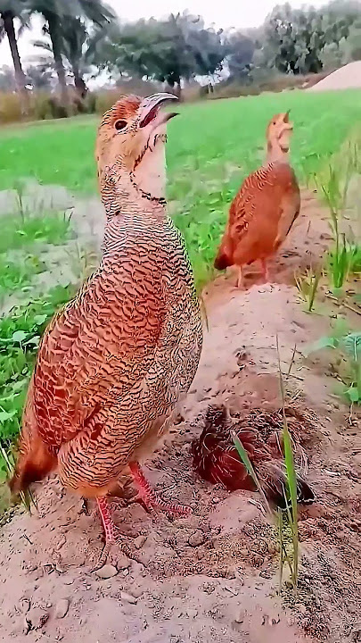 Birds of a feather unite! This lovely pair is a sight to behold