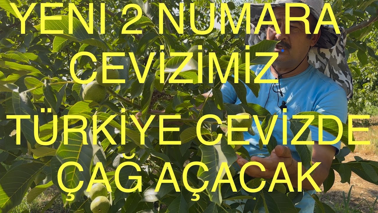 YENİ 2 numara Cevizimiz. Bu cevizler Türkiye cevizciliğinde MİLAT olacak. Ceviz Adam Ahmet