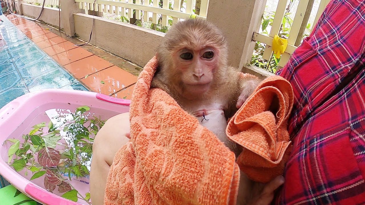 Bathe and examine monkey Linda's wound