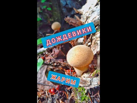 Гриб ДОЖДЕВИК. Жареная вкуснятина 😋
