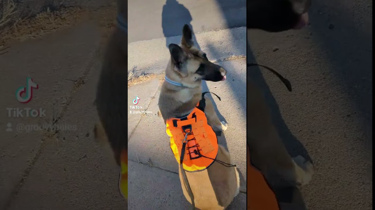 Come along on a training walk with Miss Beasley 