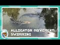 Alligator movement swimming