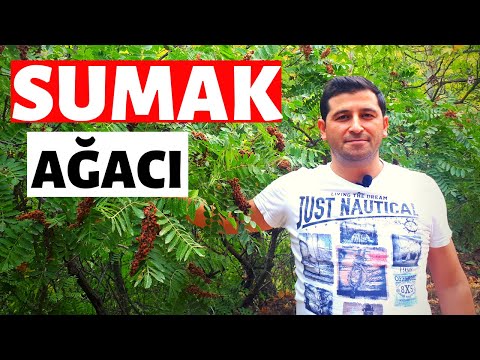 Video: Dağlarda ne tür ağaçlar yetişir?