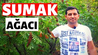 SUMAK (SOMAK) AĞACI NASIL OLUR VE NERELERDE YETİŞİR