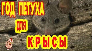 ГОД ПЕТУХА ДЛЯ КРЫСЫ. ГОРОСКОП 2017 КРЫСА ГОД ПЕТУХА ДЛЯ КРЫСЫ. ГОРОСКОП 2017 КРЫСА