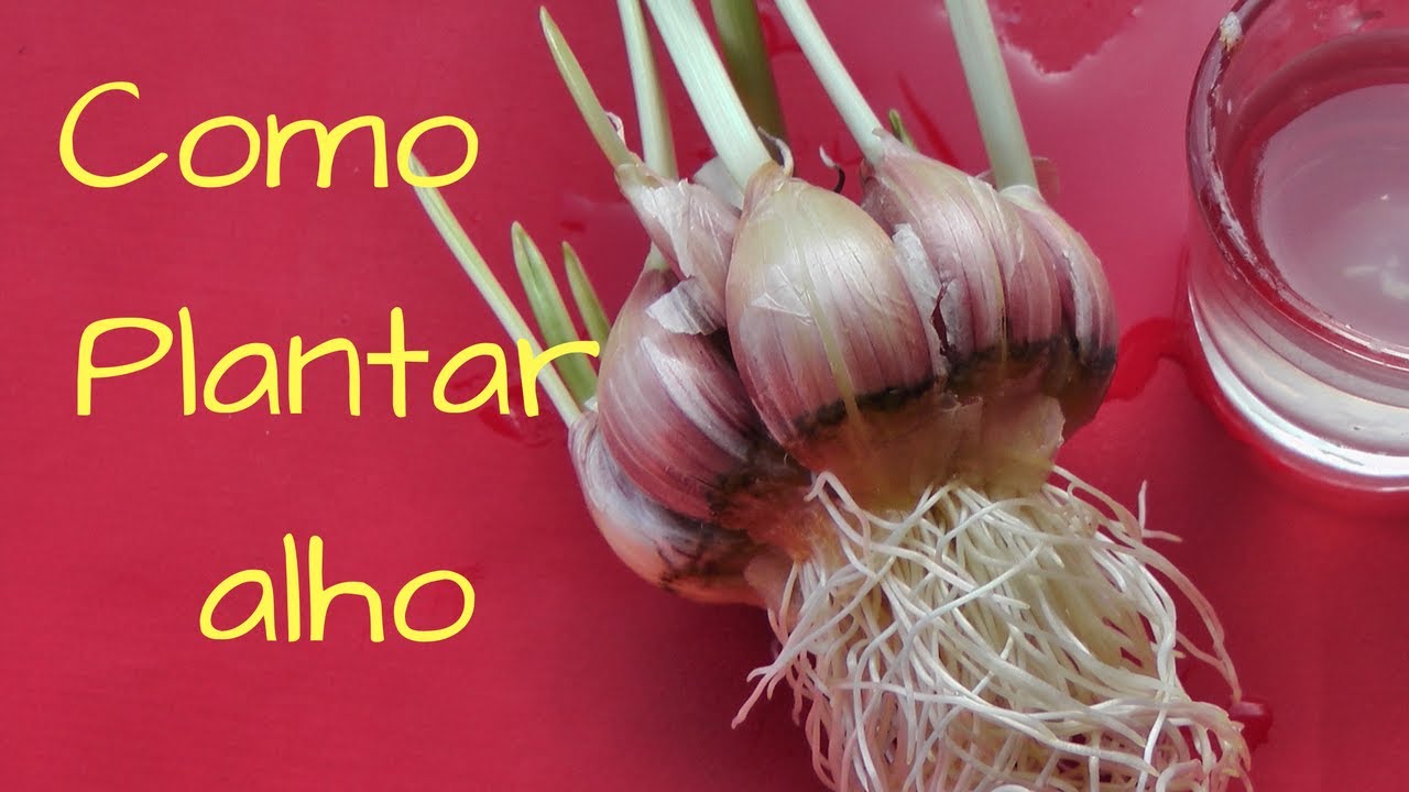 Como germinar Alho em água e plantar