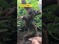 Eksekusi Akar Yg Dominan #bonsai #asamjawa #bonsaitree #tamarind #caraperawatanbonsai