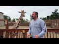 April the Giraffe Best Jordan Patch talk Tajiri Steals the Show