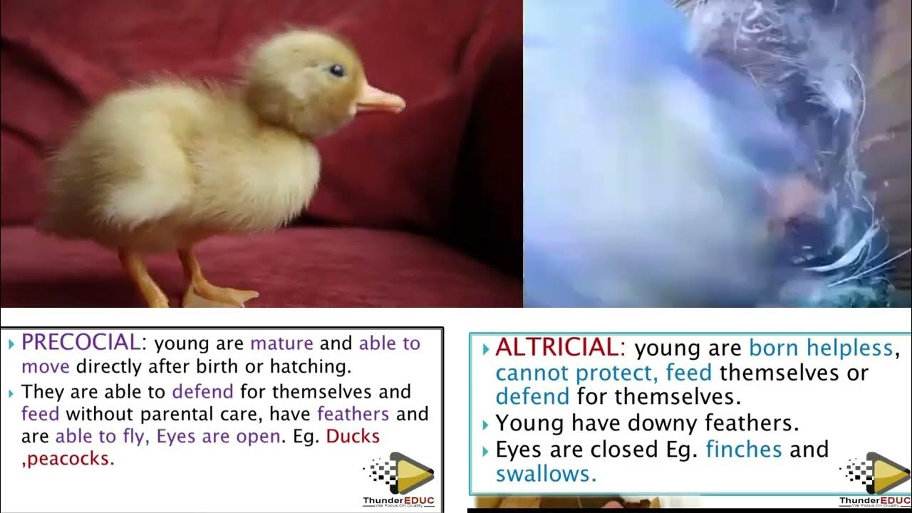 GRADE 12 LIFE SCIENCES BY M SAIDI PRECOCIAL VS ALTRICIAL DEVELOPMENTS