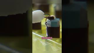 Honey Bees Help Detect Explosives