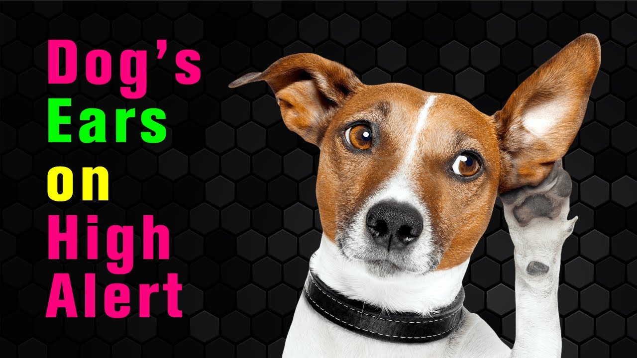 10 Sounds to Make Your Dog’s Ears STAND UP - YouTube