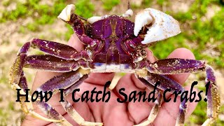 Catching GODZILLA Sized Sand Crabs For Live Baiting! screenshot 2