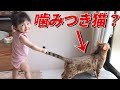 無邪気な赤ちゃん娘と、妹分には優しい元噛みつき猫の昼下がり