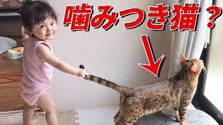 無邪気な赤ちゃん娘と、妹分には優しい元噛みつき猫の昼下がり