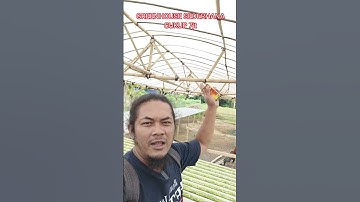 Thumbnail of Ini Modal Untuk Mengawali Usaha Seledri Hidroponik dengan Menggunakan Greenhouse