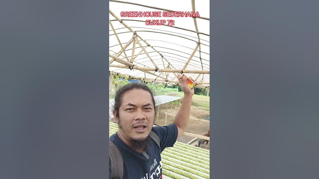 Ini Modal Untuk Mengawali Usaha Seledri Hidroponik dengan Menggunakan Greenhouse